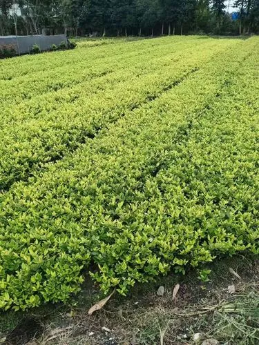 万润风景南侧绿化工程招标